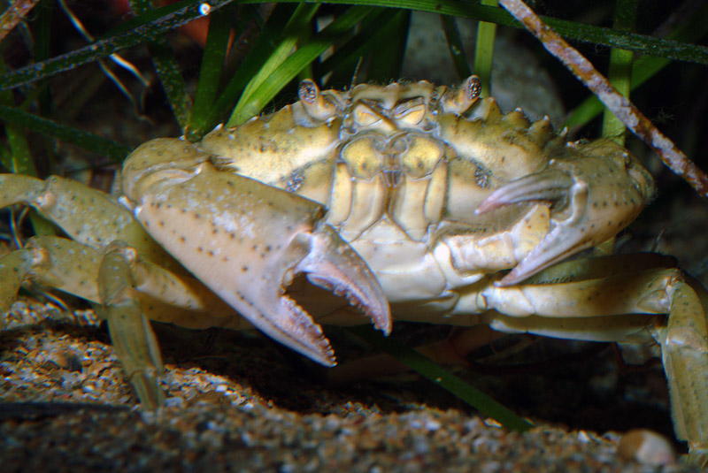 Carcinus sp.